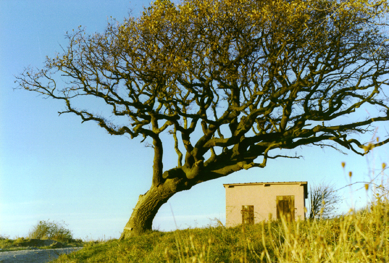 Sch&uuml;tzender Baum