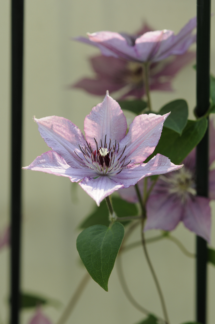 Clematis