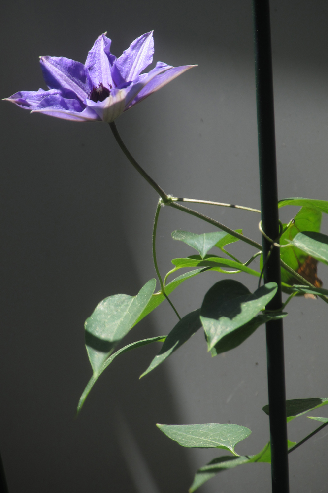 Blaue Blume