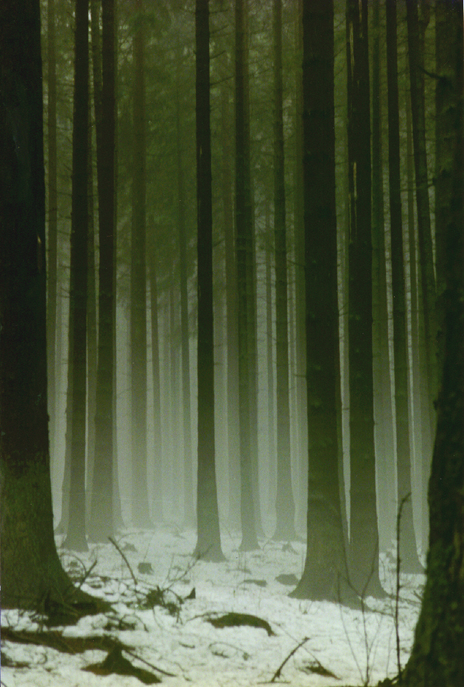 Wald im Winter mit aufsteigendem Nebel